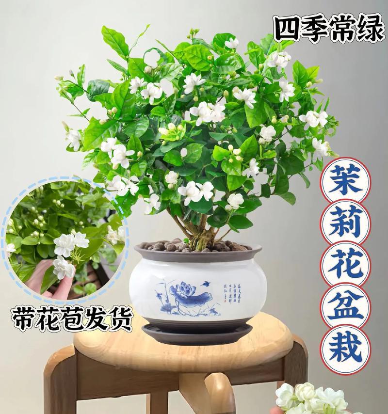 茉莉盆景怎么养植？茉莉盆景的养护技巧有哪些？
