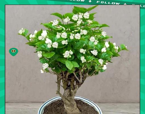 茉莉盆景怎么养植？茉莉盆景的养护技巧有哪些？