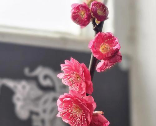 梅花品种众多，梅花有多少种你知道吗？