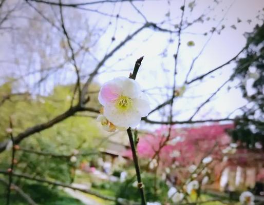 梅花品种众多，梅花有多少种你知道吗？