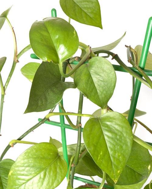 碧玉植物的养殖方法有哪些？怎样才能养出碧玉的光泽？