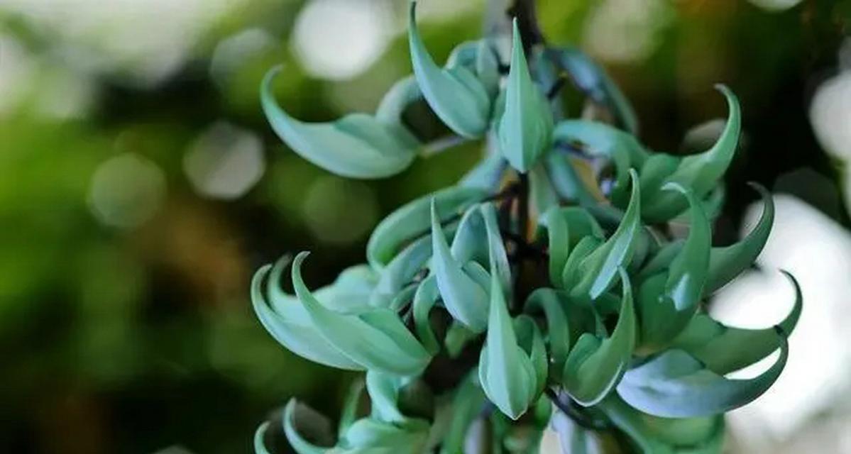 碧玉植物的养殖方法有哪些？怎样才能养出碧玉的光泽？