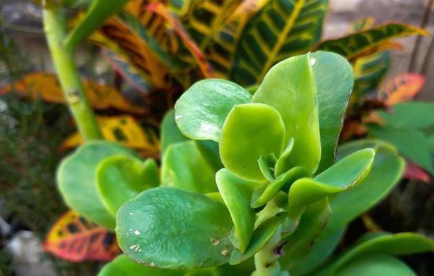 碧玉植物的养殖方法有哪些？怎样才能养出碧玉的光泽？