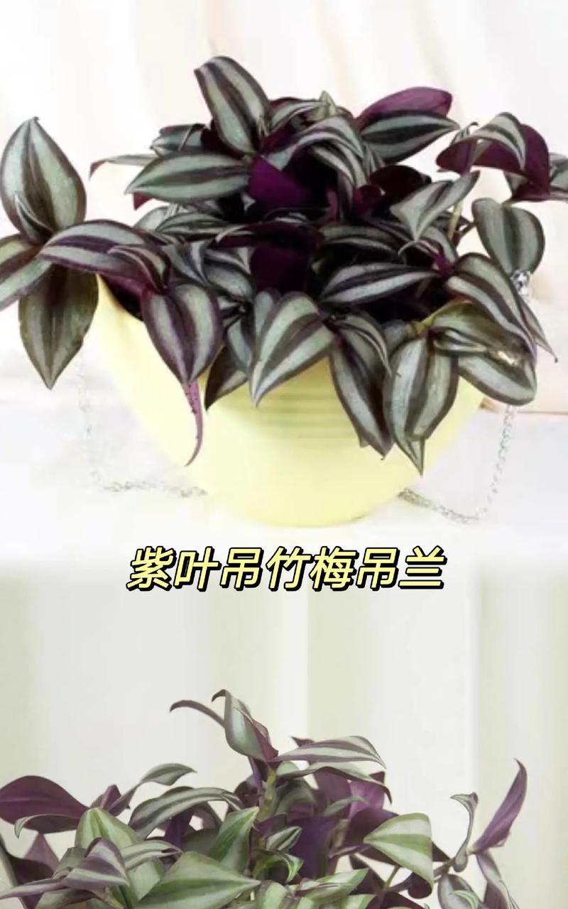 吊梅竹的正确养殖方式是什么？