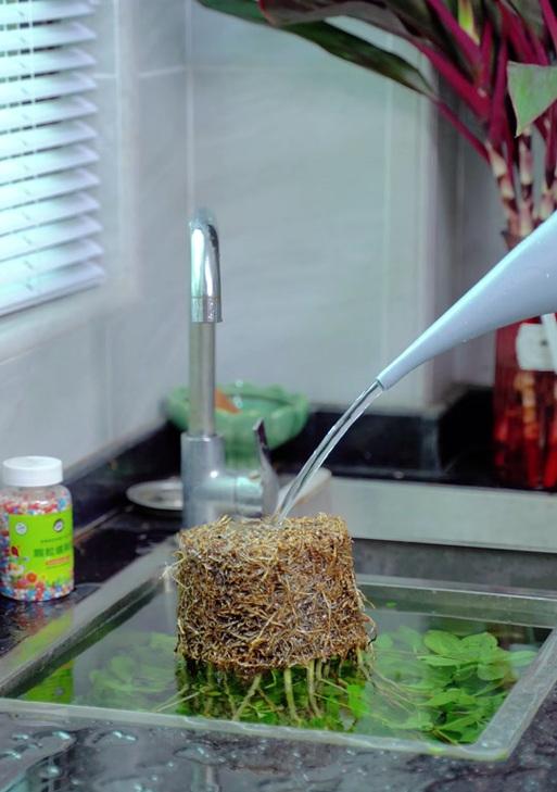 栀子花如何嫁接？栀子花嫁接的最佳时间和方法是什么？