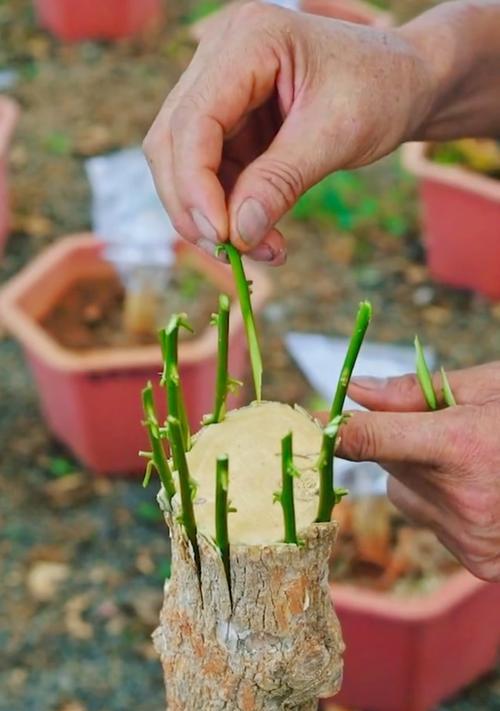 栀子花如何嫁接？栀子花嫁接的最佳时间和方法是什么？