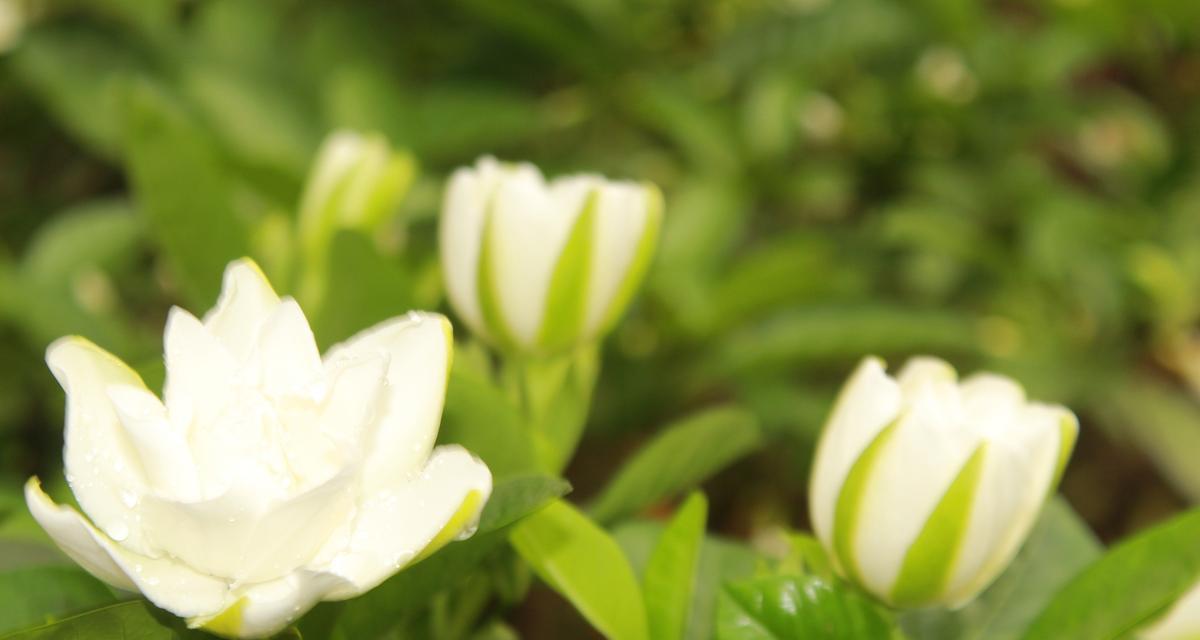 栀子花如何嫁接？栀子花嫁接的最佳时间和方法是什么？
