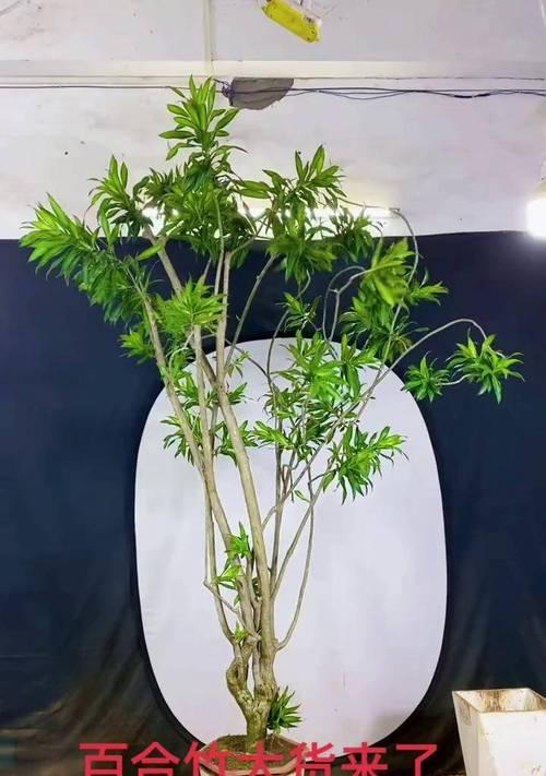 盆栽竹子修剪技巧有哪些？