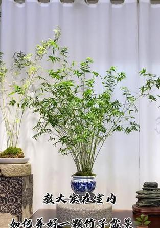 盆栽竹子修剪技巧有哪些？