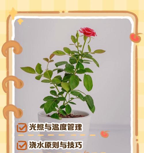 伊芙月季的养殖要点和注意事项是什么？
