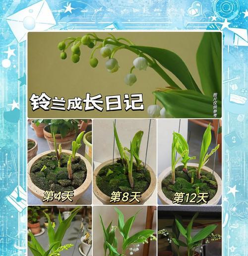 铃兰的养殖方法有哪些？