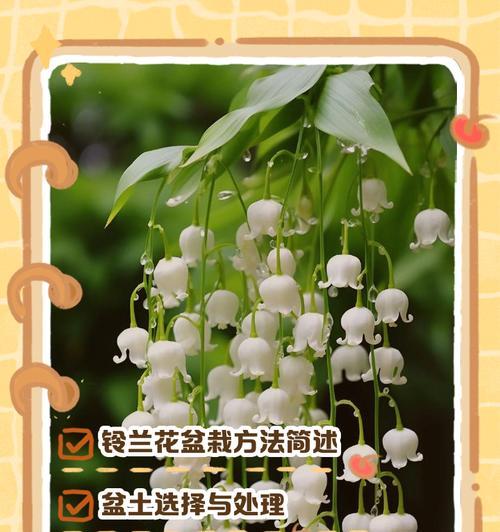铃兰的养殖方法有哪些？