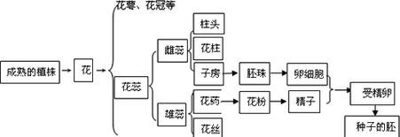 被子植物有哪些种类？被子植物的特点和养护方法是什么？