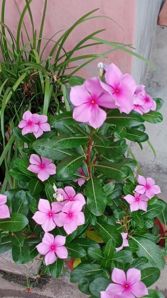 四季梅修剪技巧有哪些？怎样修剪才能促进开花？