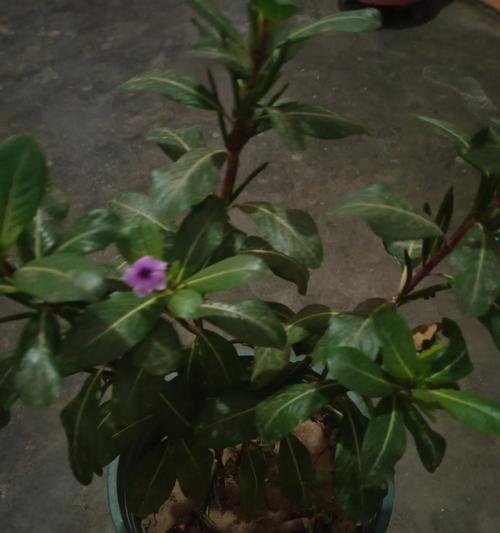 四季梅修剪技巧有哪些？怎样修剪才能促进开花？