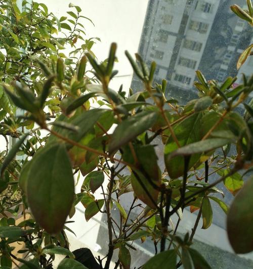 映山红叶子发黄是什么原因？如何处理？