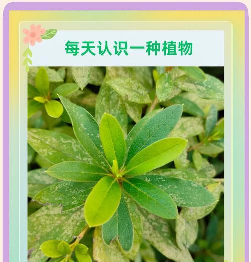 映山红叶子发黄是什么原因？如何处理？