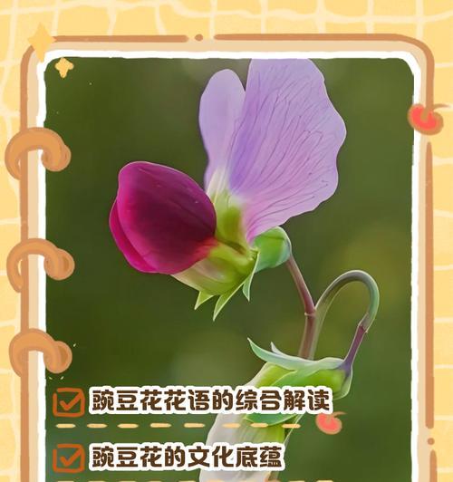 雪蓝花的养殖技巧有哪些？如何保持其鲜艳的色彩？
