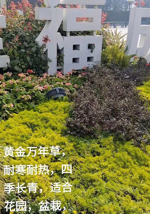 黄金万年草浇水频率是多少？