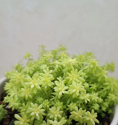 黄金万年草浇水频率是多少？