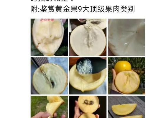 黄金果的正确养殖方法和注意事项是什么?