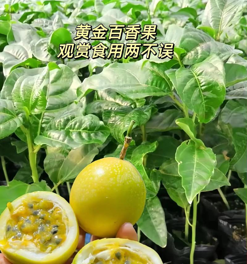 黄金果的正确养殖方法和注意事项是什么？