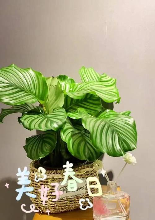 青苹果绿植养护方法有哪些？