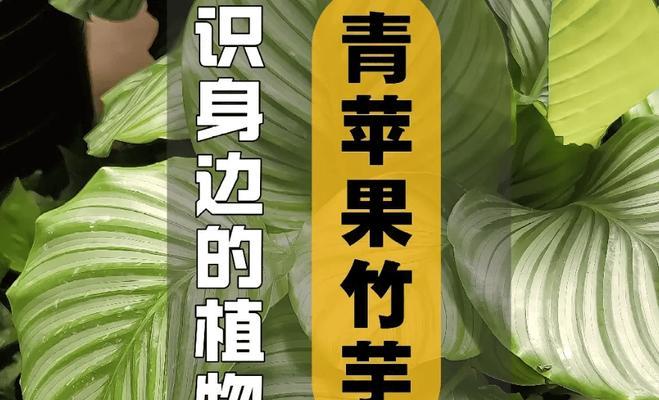 青苹果绿植养护方法有哪些？