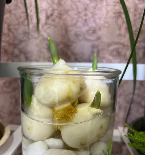 郁金香在水里怎么养？水培郁金香的正确方法是什么？