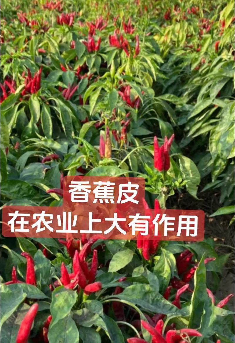 香蕉皮如何制作成有机花肥？
