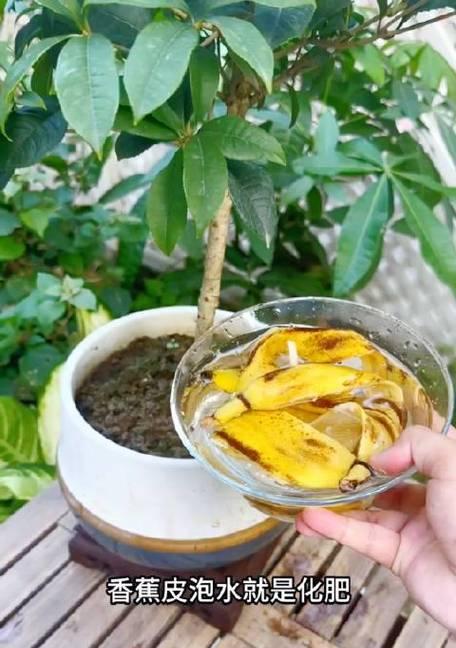 香蕉皮如何制作成有机花肥？