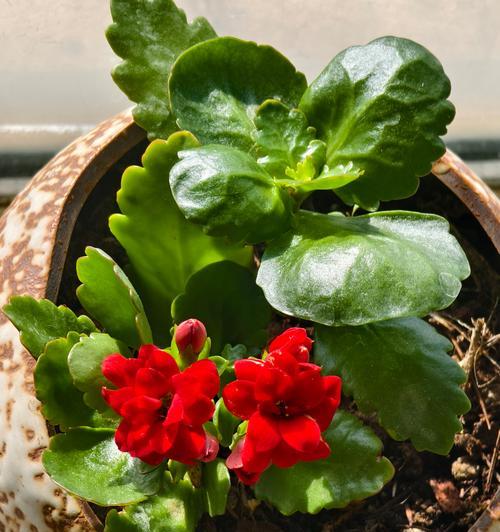 长寿花花期的养护技巧是什么？如何延长其花期？