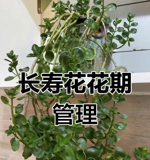 长寿花花期的养护技巧是什么？如何延长其花期？
