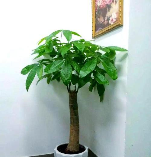 阳台适合摆放哪些花卉？如何选择适合阳台的植物？
