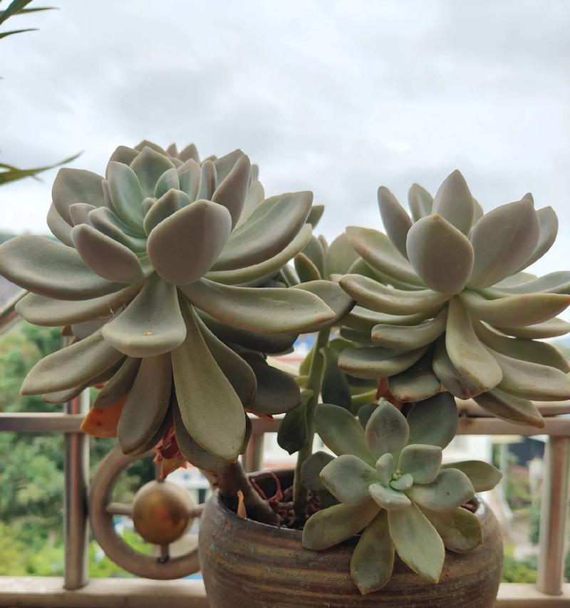 阳台适合摆放哪些花卉？如何选择适合阳台的植物？