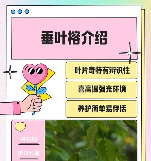 细叶榕的养殖技巧和常见问题解答？