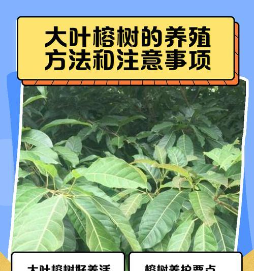 细叶榕的养殖技巧和常见问题解答？