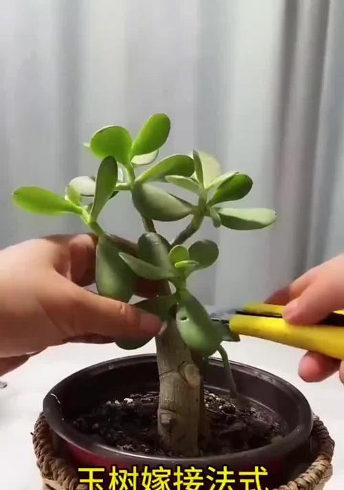 树桩盆景嫁接技巧？如何提高嫁接成功率？