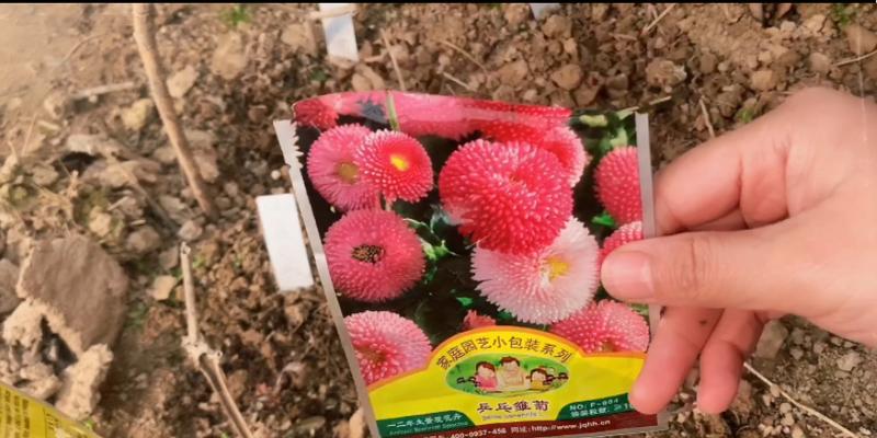 乒乓菊繁殖的有效方法是什么？