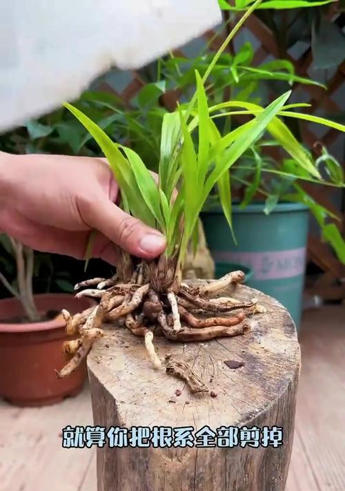 兰花茎腐病的防治措施是什么？