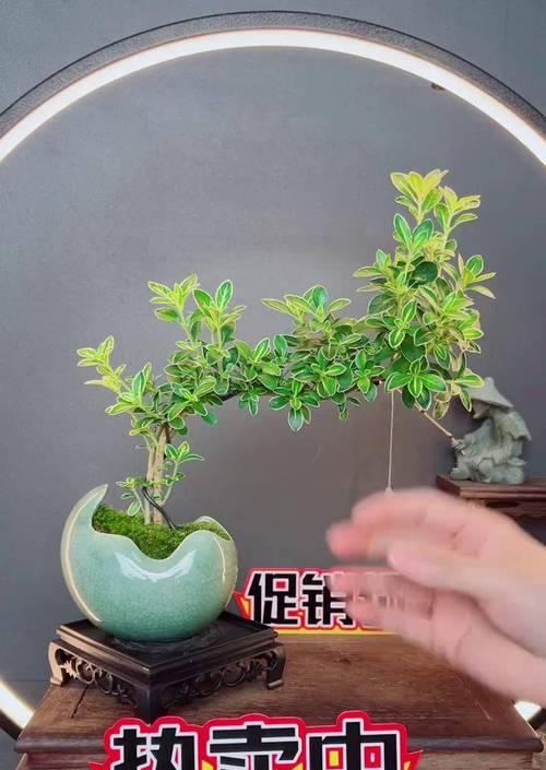 六月雪花的夏季养护要点是什么？