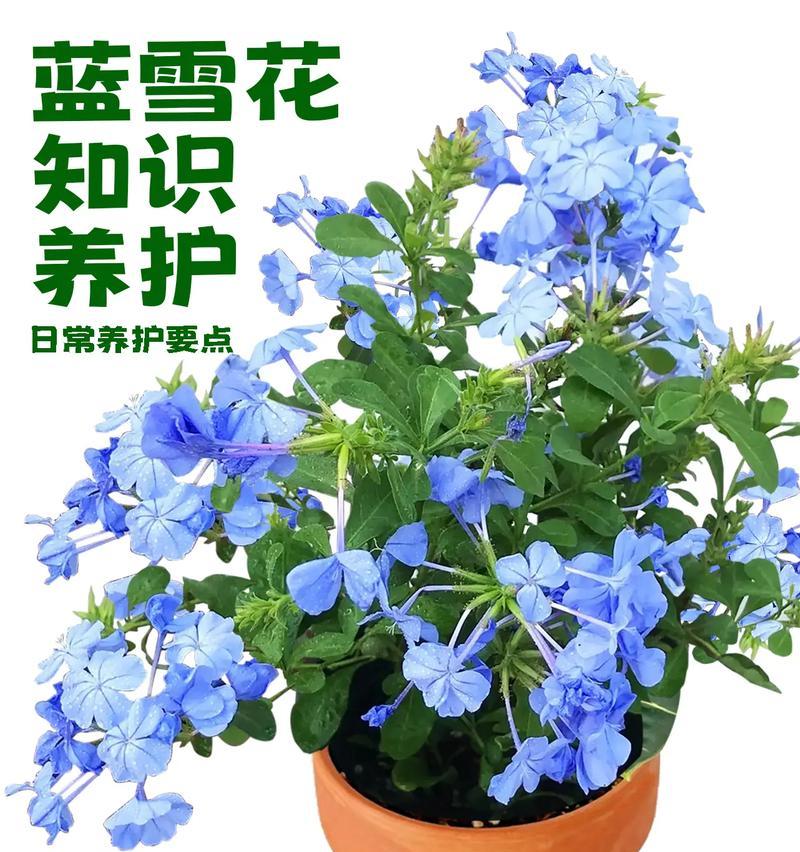 六月雪花的夏季养护要点是什么？