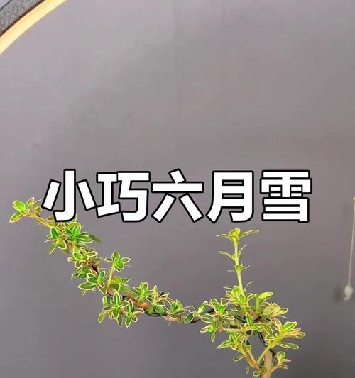 六月雪花的夏季养护要点是什么？
