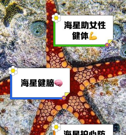 海星的养殖技巧有哪些？如何保持海星的健康？
