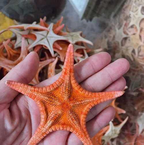 海星的养殖技巧有哪些？如何保持海星的健康？