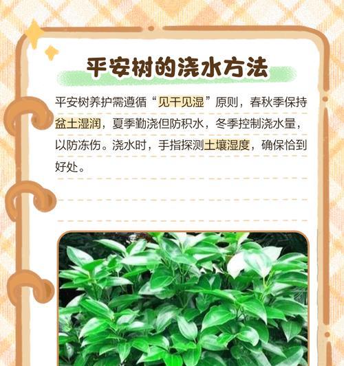 平安树适合哪种土壤？平安树栽植的正确土壤是什么？