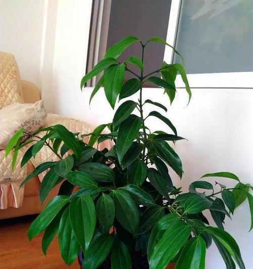平安树适合哪种土壤？平安树栽植的正确土壤是什么？