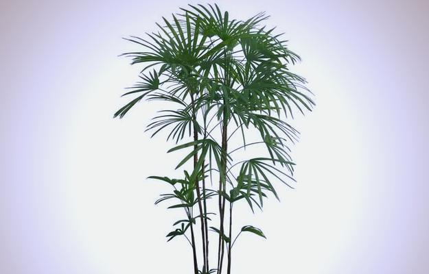 棕竹的养殖方法和养护要点是什么？