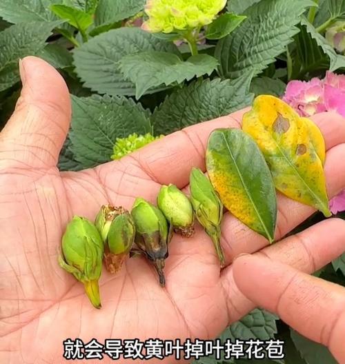 栀子花黄叶的原因及预防措施有哪些？