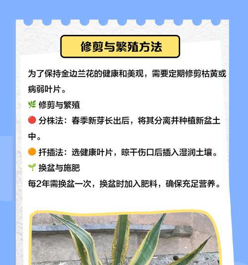 大兰花养殖的技巧和常见问题？